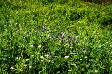 kır çiçekleri yeşil çim zemin