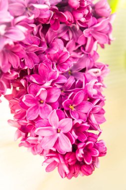 Beyaz arka planda güzel leylak çiçekleri