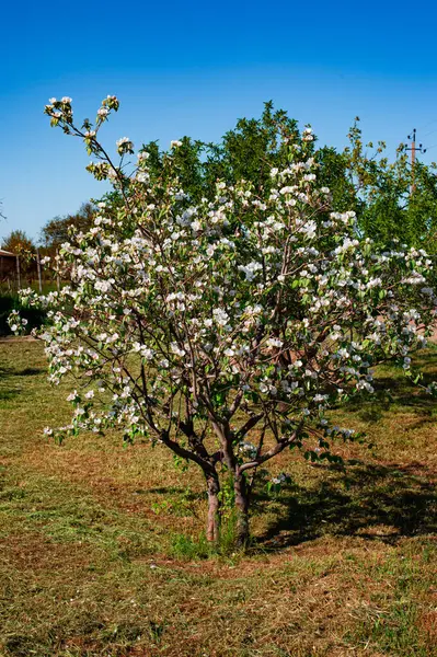 İlkbaharda bir ağaçta elma çiçek açar.
