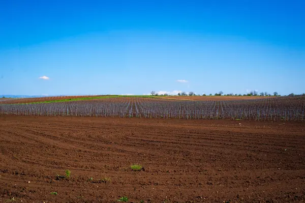 Dağlardaki üzüm bağının güzel manzarası