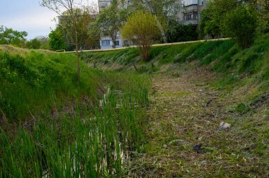 Şehir parkının çimenleri.