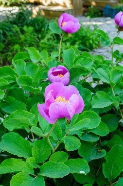 Bahçedeki güzel çiçekler