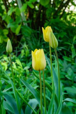 Bahçedeki sarı laleler