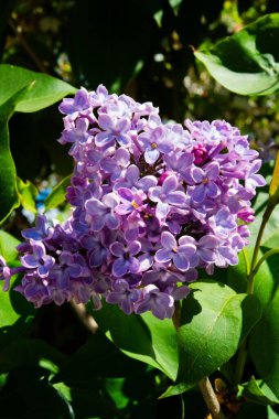 Bahçedeki güzel çiçekler