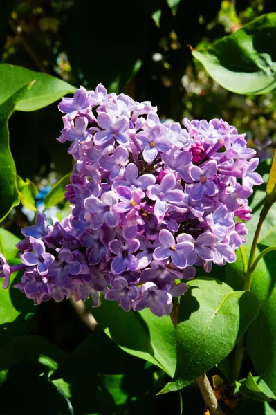 Bahçedeki güzel çiçekler