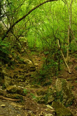 Ormanın güzel manzarası