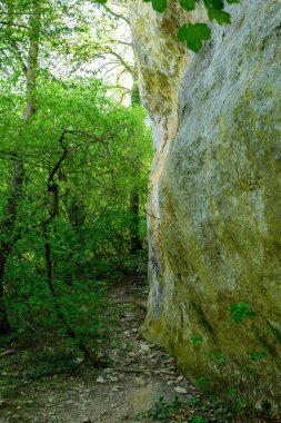 Dağların güzel yeşil ormanları