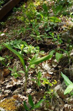 Ormandaki yeşil bitkiler, doğa geçmişi.