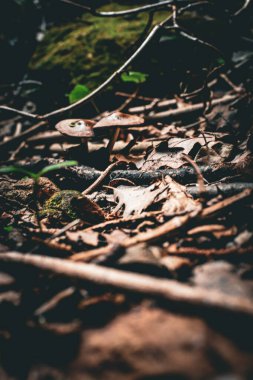 Ormandaki bir ağacın tepesinde.