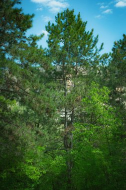 Ormandaki çam ağaçları