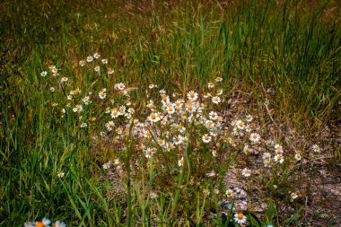 çayır üzerinde papatya çiçeği