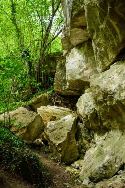 Ormanda taş ve kaya