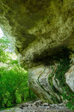 Güzel doğal yeşil orman.