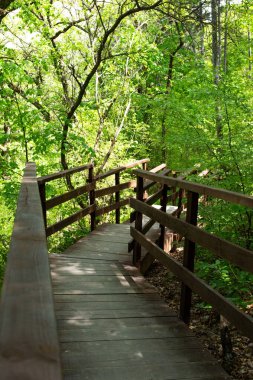 Ormana giden ahşap yol, tahta köprü.