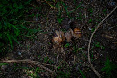 Ormanda yerde iki yenilebilir mantarın yakın plan çekimi.