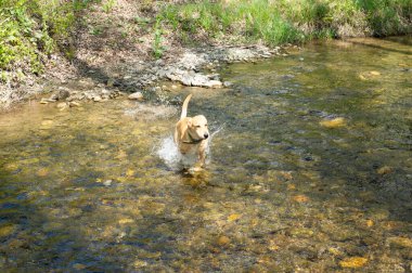 Golden Retriever ormanda dereye doğru koşuyor..