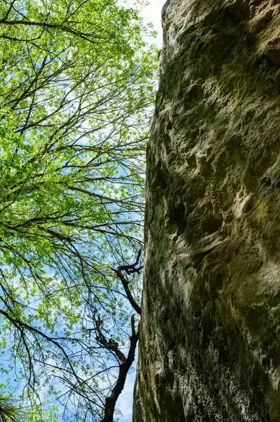 Ağaçlı bir kayanın dikey görüntüsü