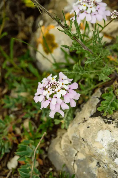 Bahçedeki küçük beyaz bir çiçeğin yakın plan çekimi.