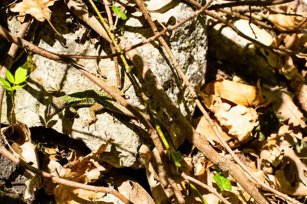 Sonbahar ormanı, sonbahar mevsimi, yapraklar, yapraklar, kapanış -