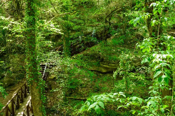 Tayland 'daki güzel tropikal orman