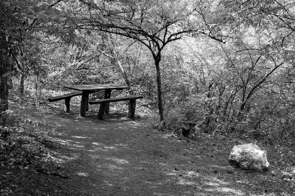 Parktaki genç kadının siyah beyaz fotoğrafı.