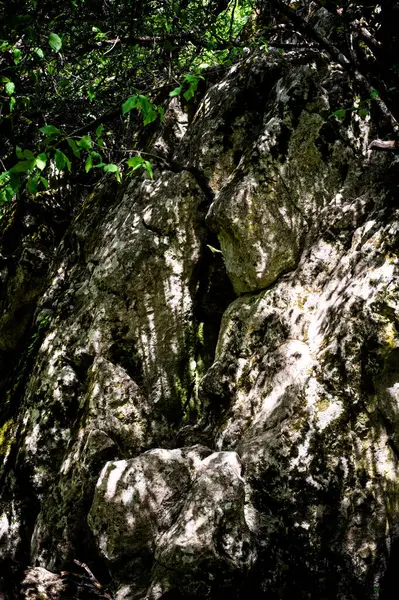 Bir ağaç gövdesinin yakın plan çekimi.