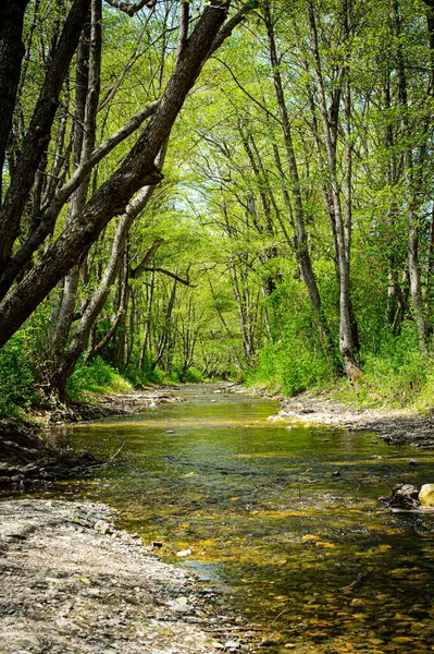 Ormanda güzel bir şelale
