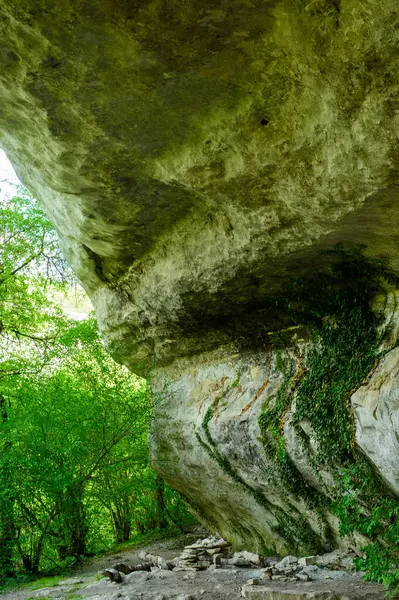 Güzel doğal yeşil orman.