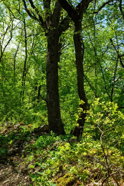 Baharda güzel yeşil orman
