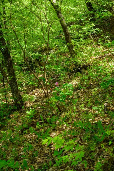 Yazın yeşil orman.