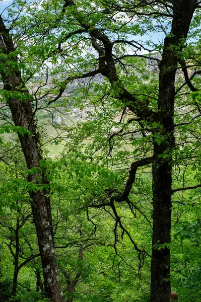 Ormanın güzel manzarası