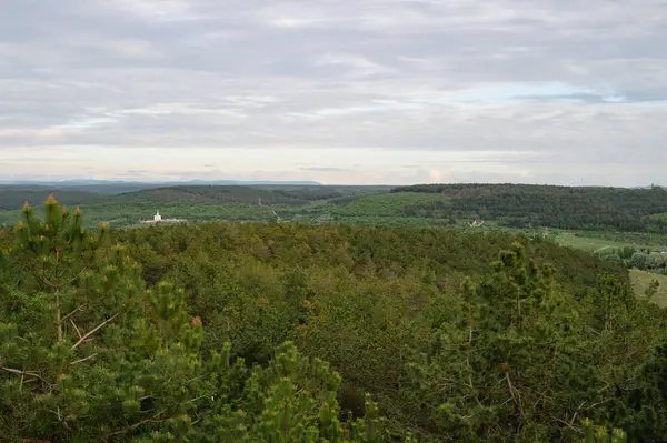 Tepesinde yeşil ağaçlar olan güzel bir orman manzarası.
