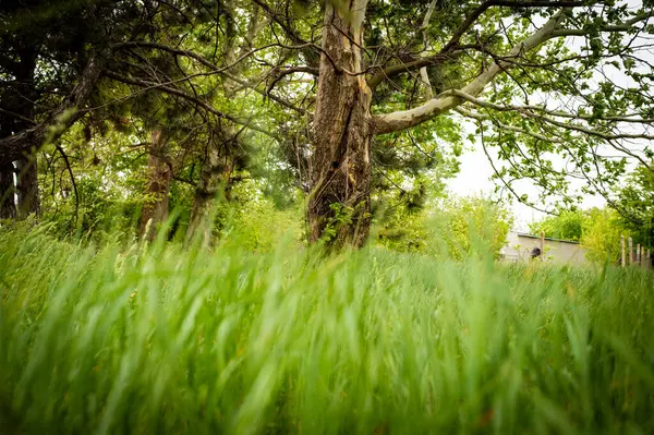 Ormandaki eski ahşap ev