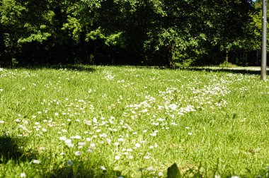 Yazın beyaz çiçekli ve otlu çayır