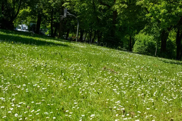 Parktaki güzel çiçekler.