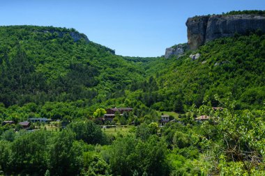 Yeşil bir ormanın güzel bir görüntüsü