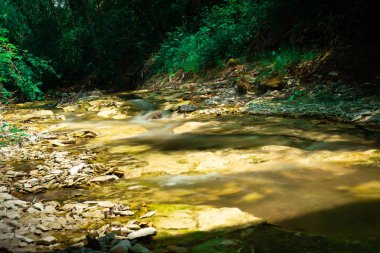 Ormanın güzel manzarası