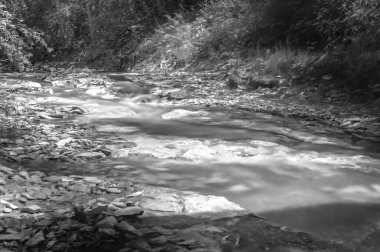 Ormandaki güzel nehir. siyah beyaz fotoğraf