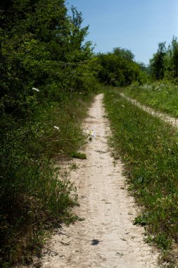 Ormandaki toprak yol. yüksek kaliteli fotoğraf