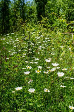 kır çiçekleri çayır üzerinde