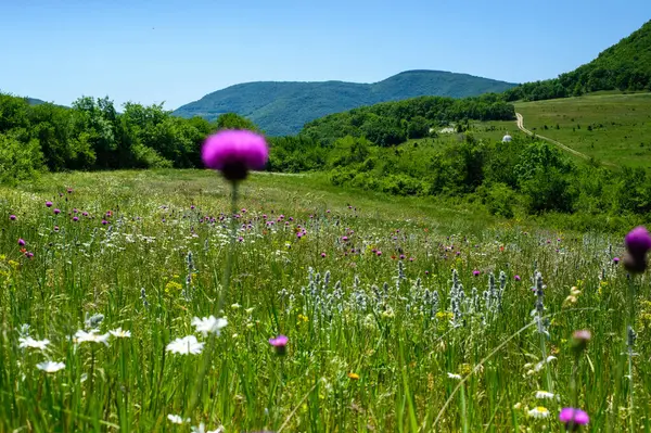 Güneşli bir yaz gününde beyaz çiçekli güzel bir tarla manzarası.