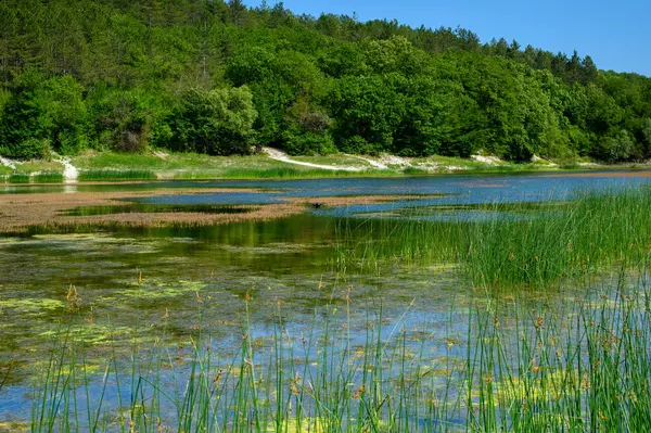 Ormanda gölü olan güzel bir manzara.
