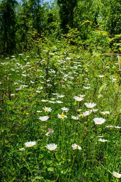 kır çiçekleri çayır üzerinde