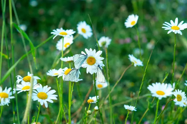 Çayırda açan beyaz papatya çiçekleri. Yaz doğası.