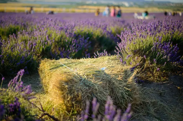 Provence, Fransa 'daki lavanta çiçekleri tarlası