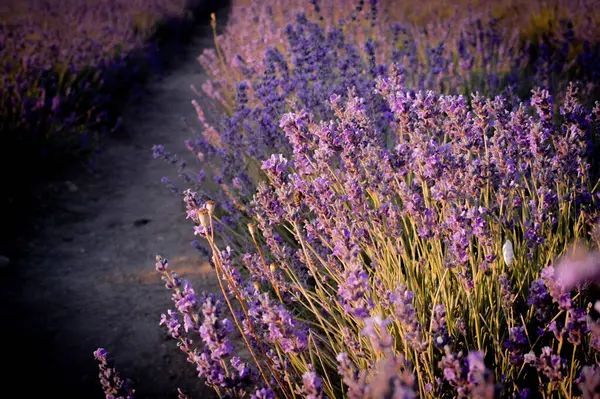 Mor renkli lavanta tarlası