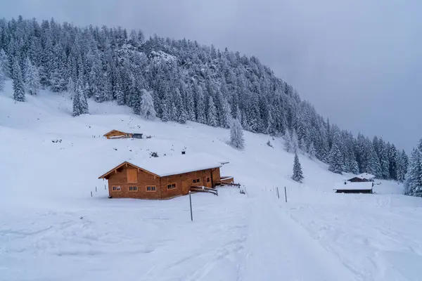 Alplerde kış yürüyüşü: Karla kaplı tepelerde ve doğanın her adımında güzelliğinin parladığı sakin manzaralarda nefes kesici bir yolculuk