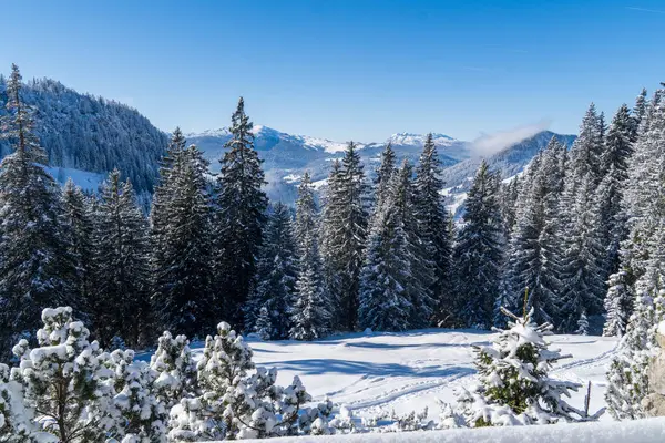 Alplerde kış yürüyüşü: Karla kaplı tepelerde ve doğanın her adımında güzelliğinin parladığı sakin manzaralarda nefes kesici bir yolculuk