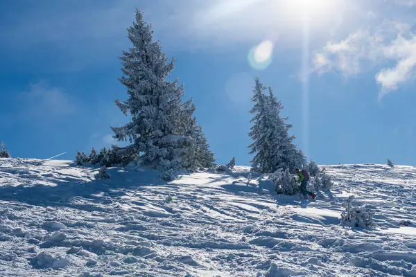 Alplerde kış yürüyüşü: Karla kaplı tepelerde ve doğanın her adımında güzelliğinin parladığı sakin manzaralarda nefes kesici bir yolculuk