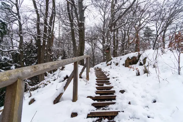 Ormanda bir kış yürüyüşü: Karla kaplanmış huzurlu yollar, doğanın dinginliğinin taze, temiz havayla buluştuğu yer.